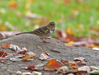 Harris Sparrow